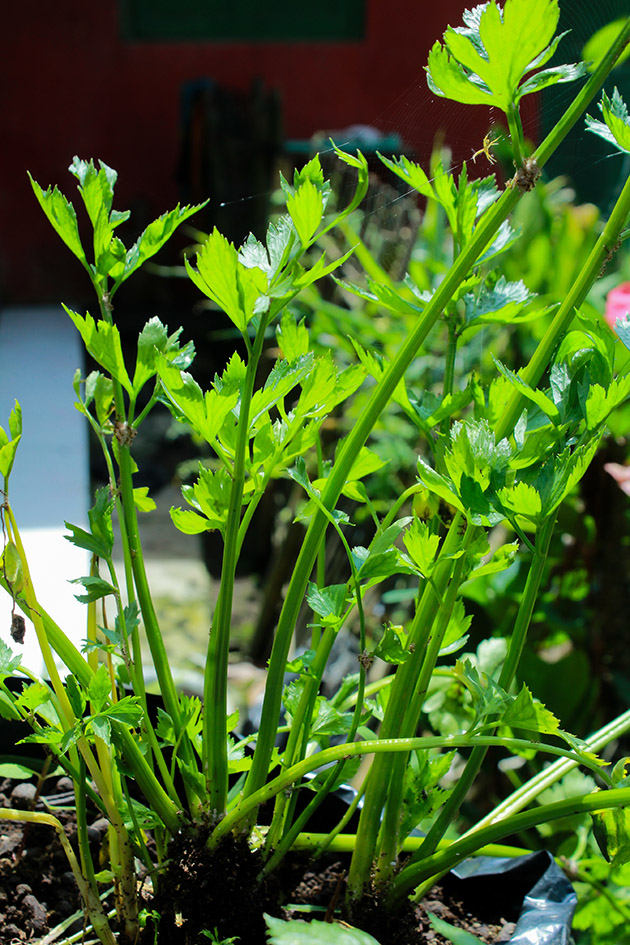 везем огород shutterstock_2163425823.jpg