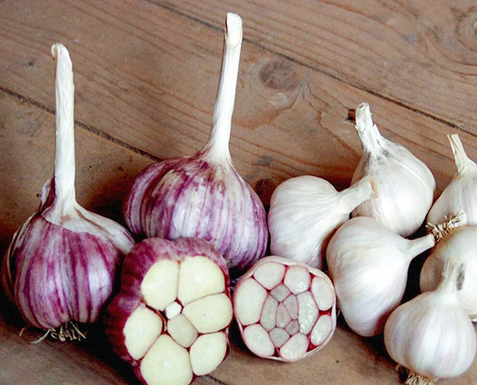 яровой и озимый чеснок.jpeg