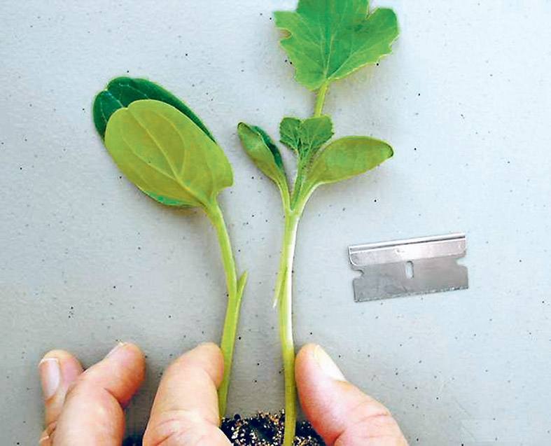 privivka-ogurca.jpg privivka-ogurca.jpg