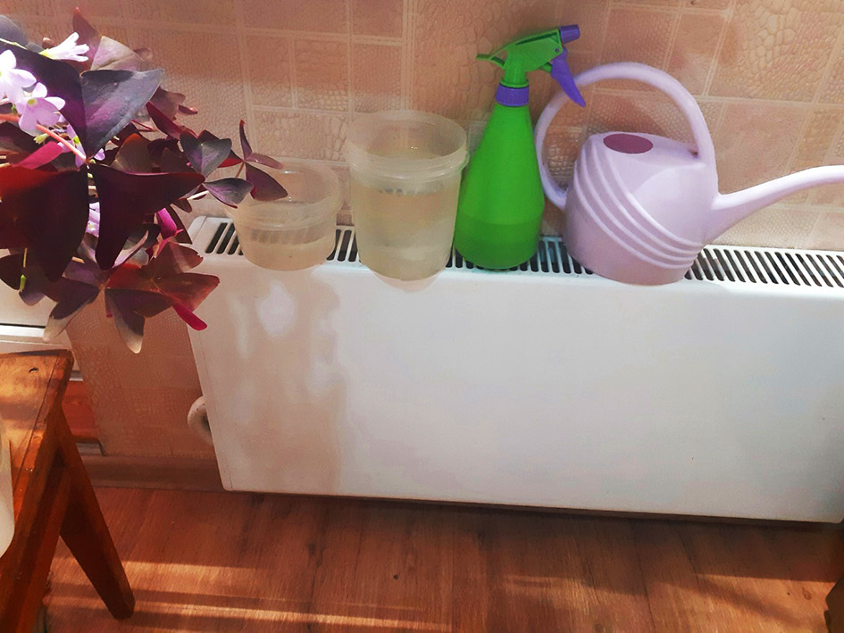 3 Беспалько О Слабые ростки.jpg